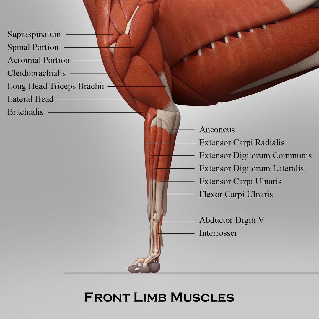 dog muscle skeleton anatomy model https://p.turbosquid.com/ts-thumb/HC/07Ph4d/bC0fJSqg/dogmuscleanatomyfrontlimb/jpg/1580764557/1920x1080/fit_q87/c01733660bef54038841e0e5d3cd8164edd5834a/dogmuscleanatomyfrontlimb.jpg