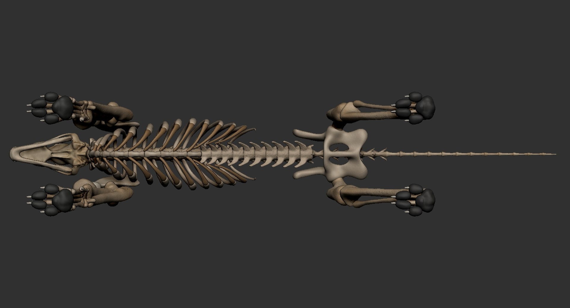 dog muscle skeleton anatomy model https://p.turbosquid.com/ts-thumb/HC/07Ph4d/caHcWSn3/5/jpg/1574515919/1920x1080/fit_q87/39a7a92f7b021205ef8abb5e754f6e8385527202/5.jpg