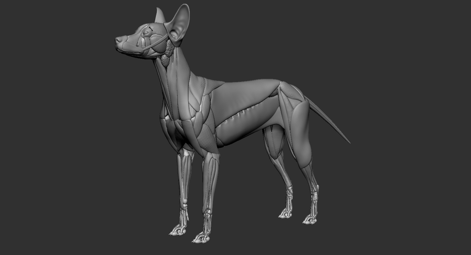 dog muscle skeleton anatomy model https://p.turbosquid.com/ts-thumb/HC/07Ph4d/dqGtuB4C/5/jpg/1580773418/1920x1080/fit_q87/41f73169a5af7692bacd544bd96118171bfebace/5.jpg