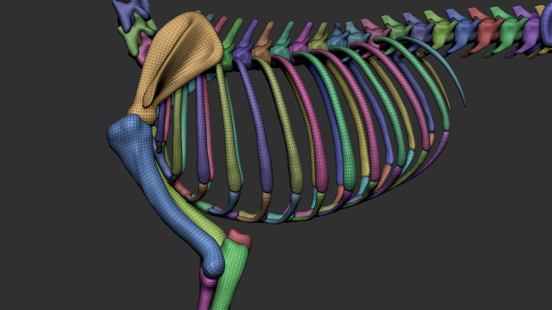 dog muscle skeleton anatomy model https://p.turbosquid.com/ts-thumb/HC/07Ph4d/dqqKwcne/17/jpg/1573808962/1920x1080/fit_q87/2c71ae219c9d7d9d9451fca2eb20112827fa01d1/17.jpg