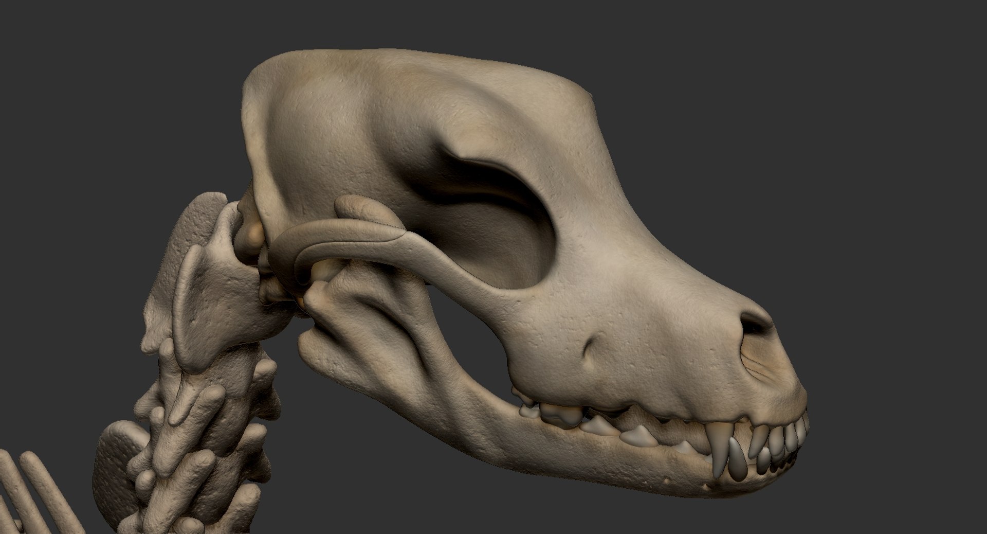 dog muscle skeleton anatomy model https://p.turbosquid.com/ts-thumb/HC/07Ph4d/f4QuwSmg/13/jpg/1574515919/1920x1080/fit_q87/d69bd50449920b23ece5dbd1e9fc284e3b135dbf/13.jpg