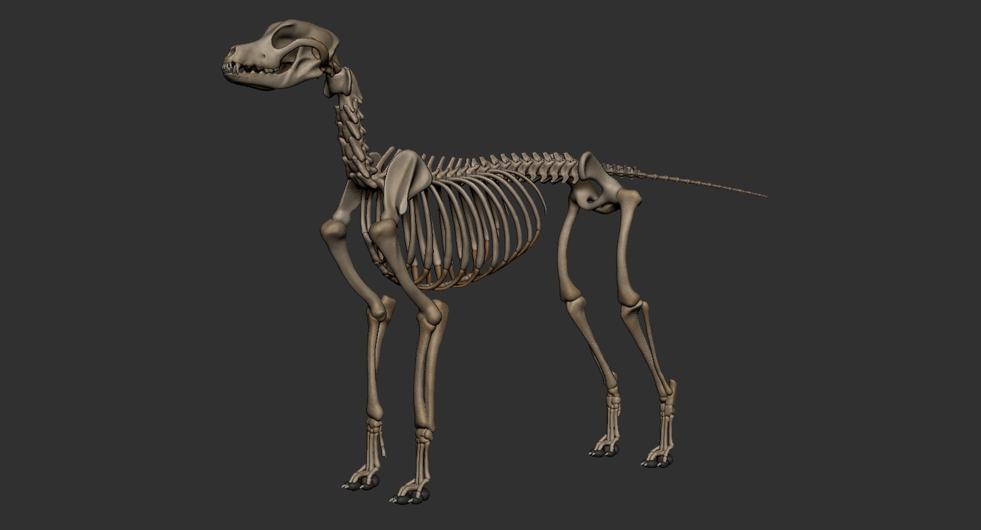 dog muscle skeleton anatomy model https://p.turbosquid.com/ts-thumb/HC/07Ph4d/foR37emR/6/jpg/1574515919/1920x1080/fit_q87/478eb2da7f7064f32ec090640e1c2039604cf82b/6.jpg
