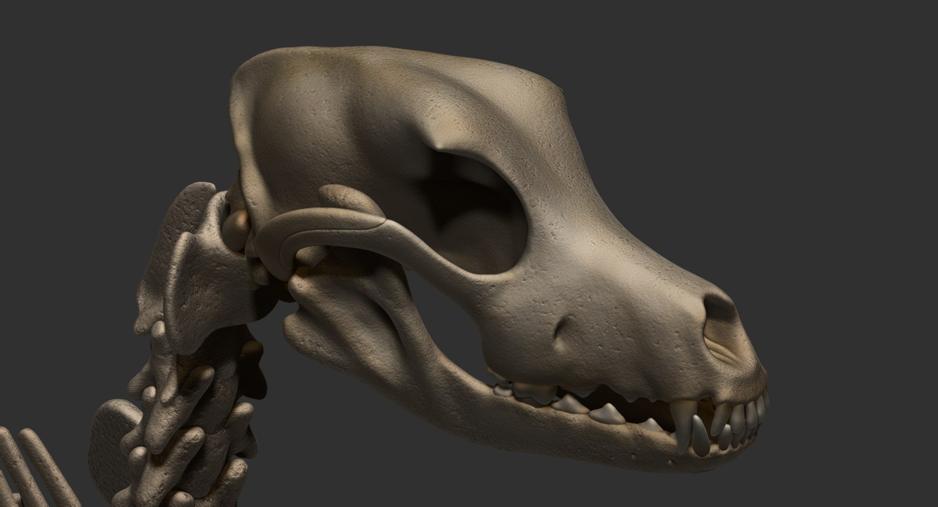 dog muscle skeleton anatomy model https://p.turbosquid.com/ts-thumb/HC/07Ph4d/l5Vue3lb/14/jpg/1574515919/1920x1080/fit_q87/2959cb22d10521ff670df1e687536cd274b8d4fd/14.jpg