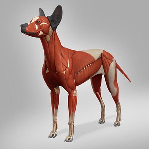 Dog Muscle Anatomy