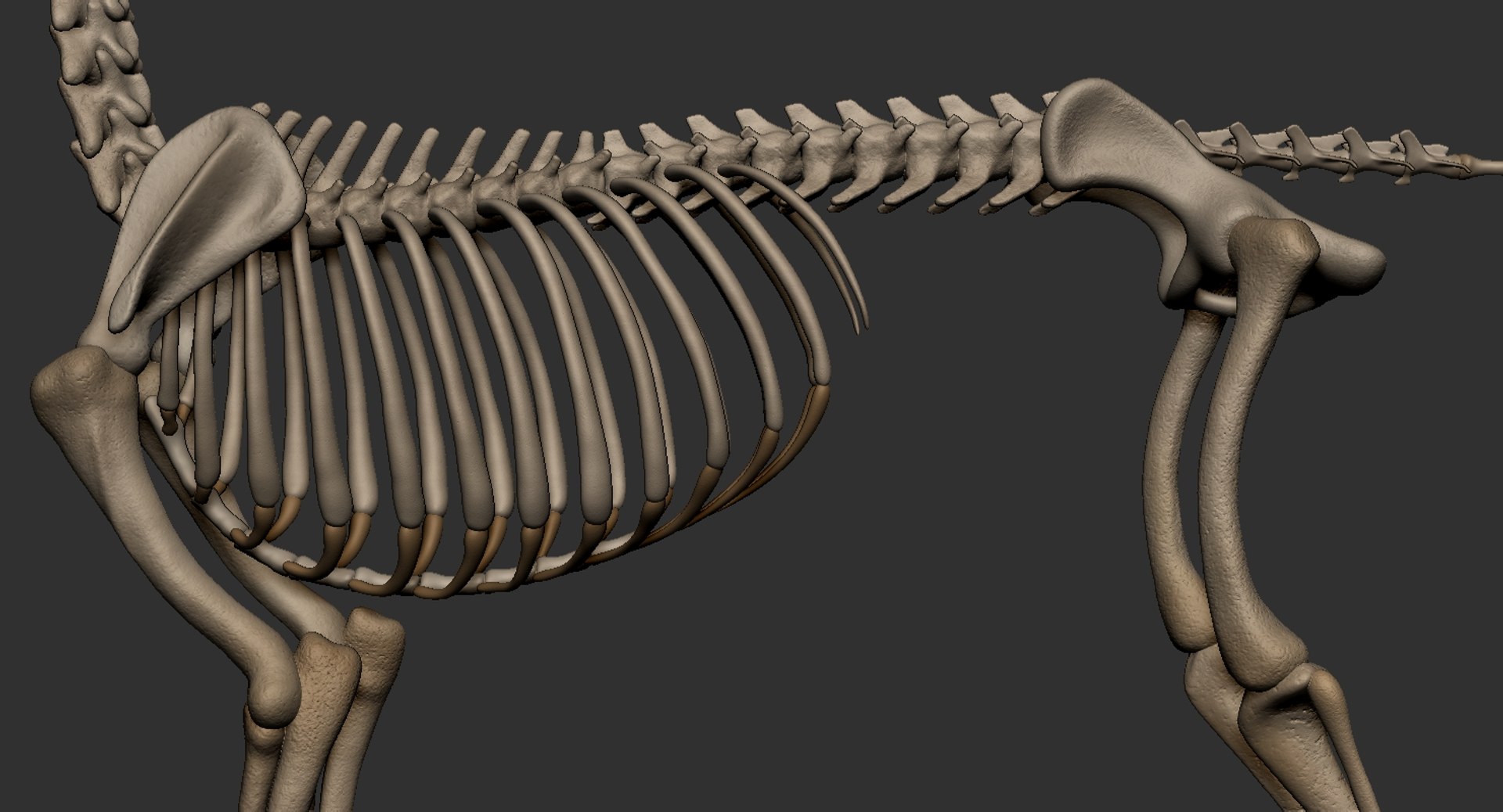 dog muscle skeleton anatomy model https://p.turbosquid.com/ts-thumb/HC/07Ph4d/mjjwLWbl/8/jpg/1574515919/1920x1080/fit_q87/7c5bc8ce7980ddcf83ffd0741d4d488ecf92a834/8.jpg