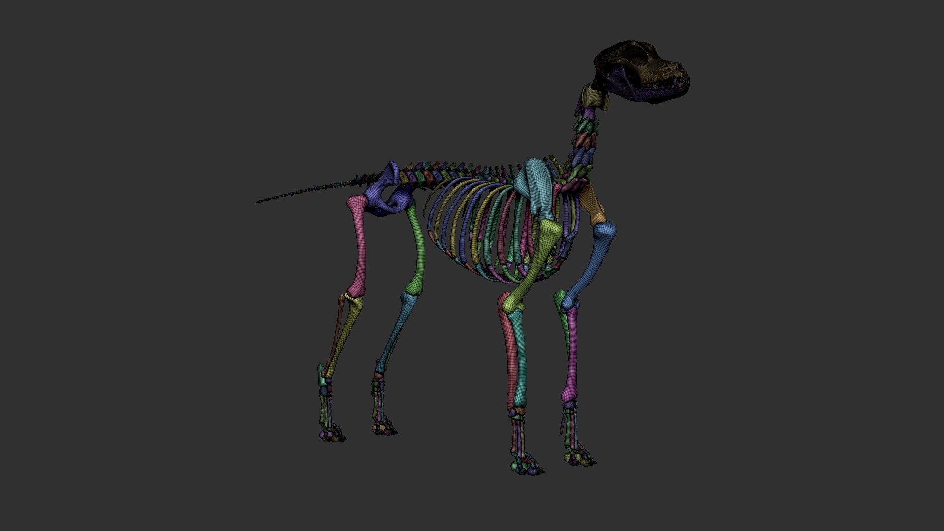 dog muscle skeleton anatomy model https://p.turbosquid.com/ts-thumb/HC/07Ph4d/vT5KmK8u/16/jpg/1573808962/1920x1080/fit_q87/aa0acc9d8f1b80e7f6a27aaac3649cb3cf6bd74c/16.jpg