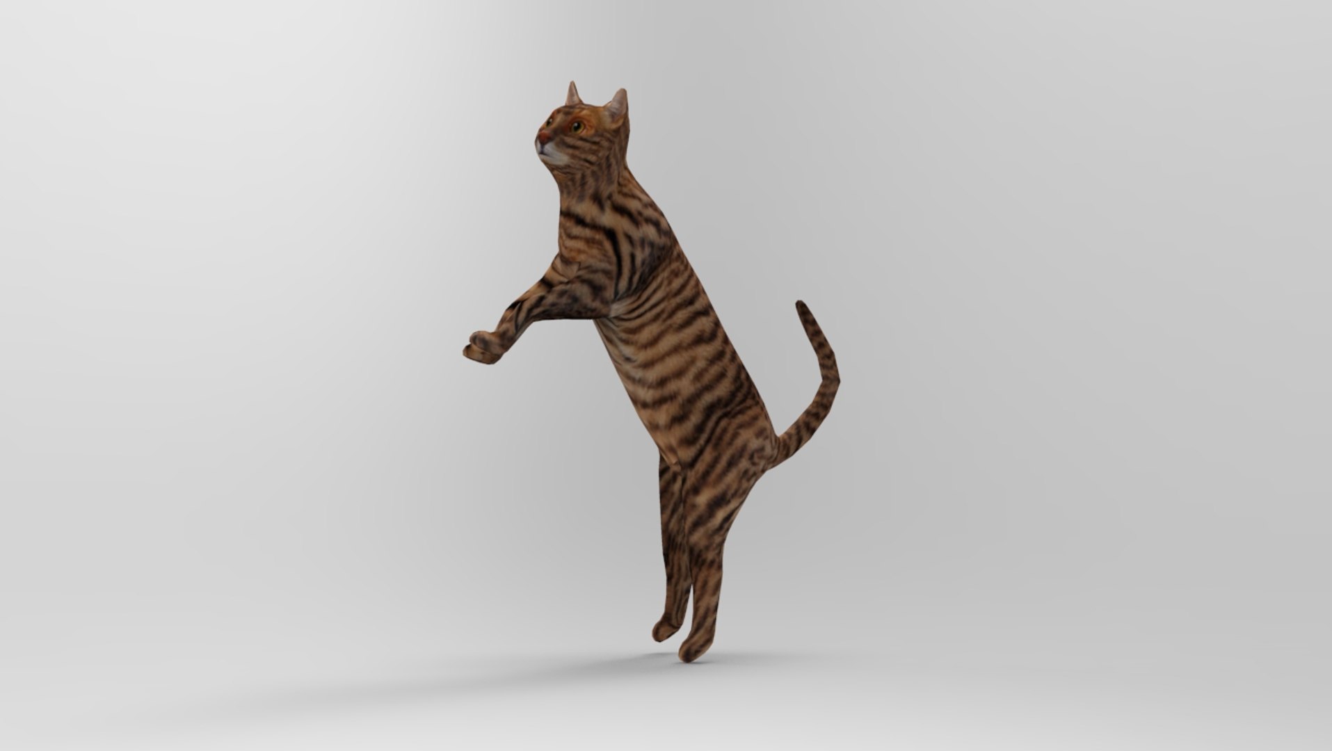 Cat Rigged 3D Model | 1142665 | TurboSquid