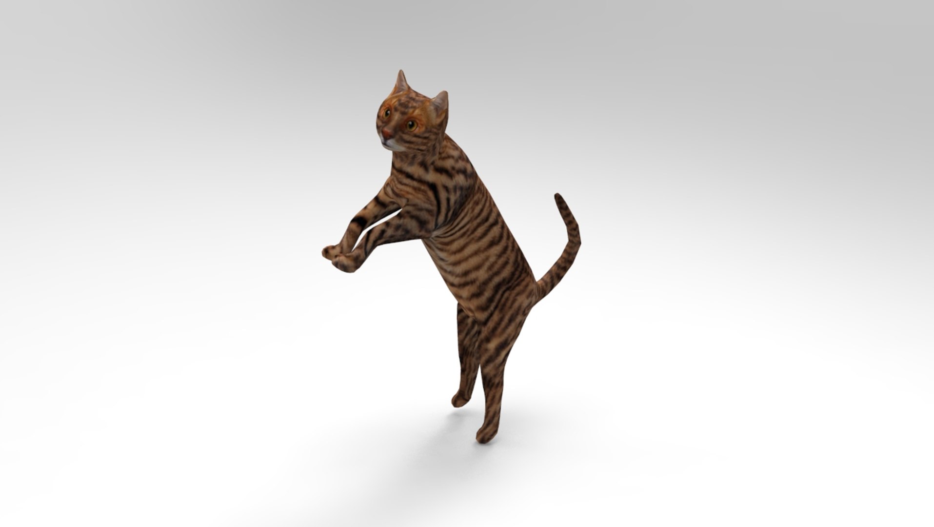 Cat Rigged 3D Model | 1142665 | TurboSquid