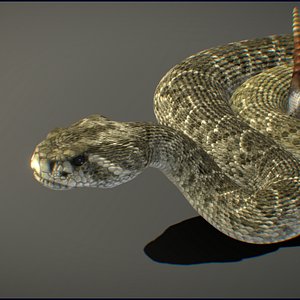 Western Diamondback Rattlesnake 3D