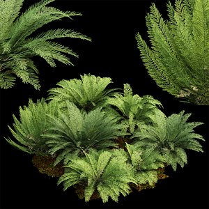 3D Mother spleenwort Fern Asplenium bulbiferum
