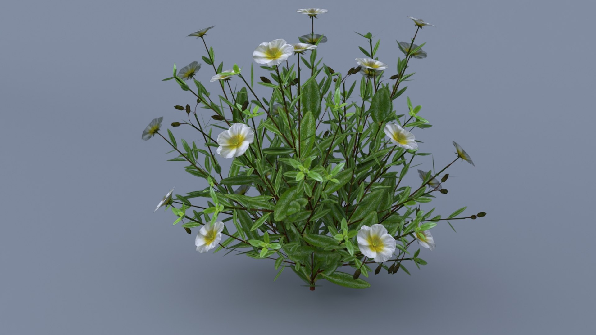 3D Model Helianthemum Flowering Plants - TurboSquid 1282419