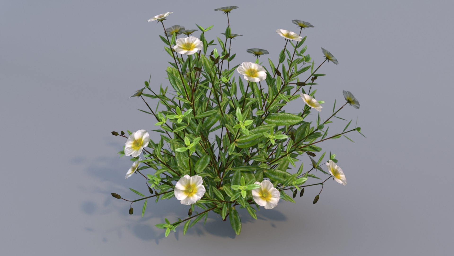 3D Model Helianthemum Flowering Plants - TurboSquid 1282419