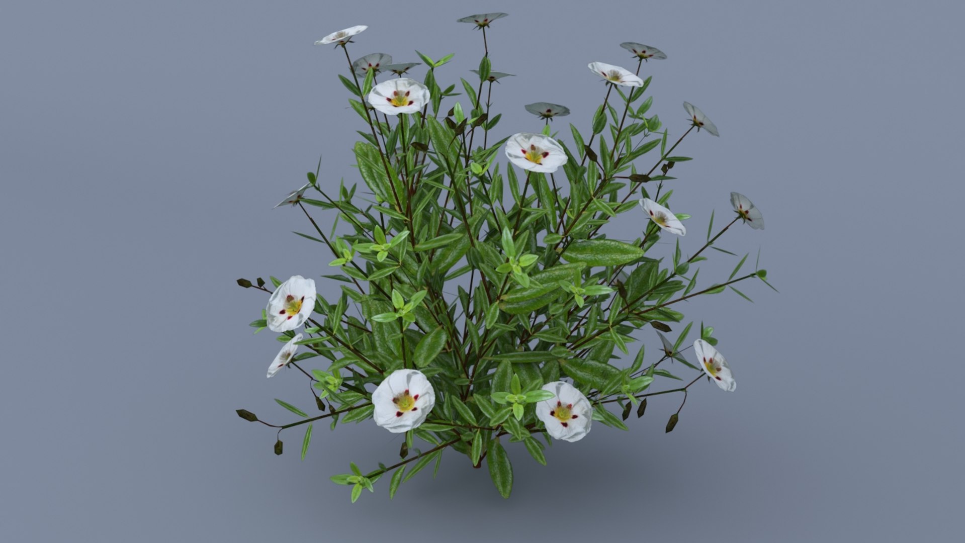 3d Model Helianthemum Flowering Plants - Turbosquid 1282419