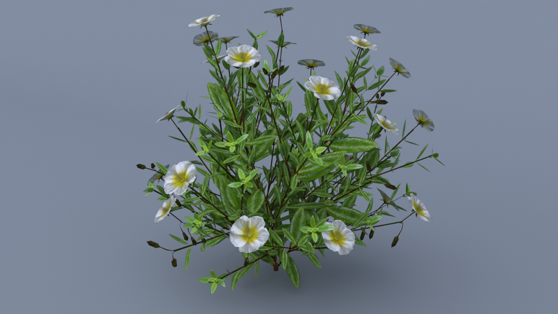 3D Model Helianthemum Flowering Plants - TurboSquid 1282419