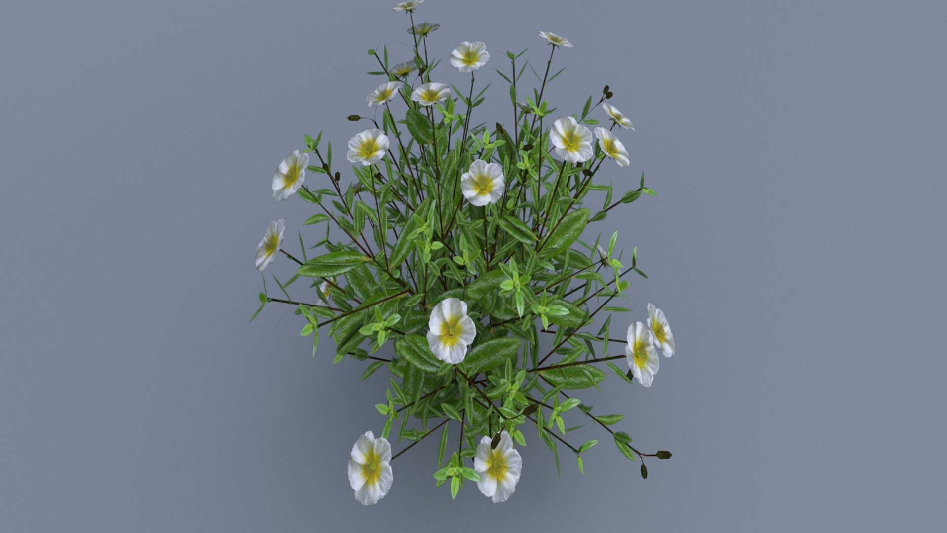 3D Model Helianthemum Flowering Plants - TurboSquid 1282419