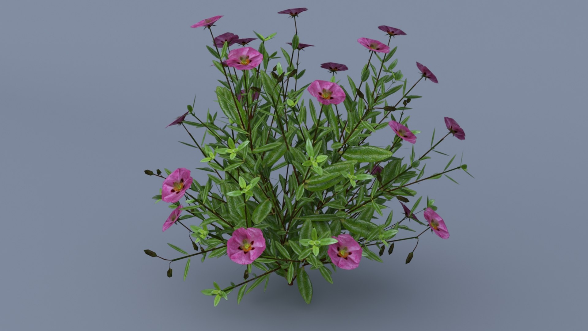 3D Model Helianthemum Flowering Plants - TurboSquid 1282419