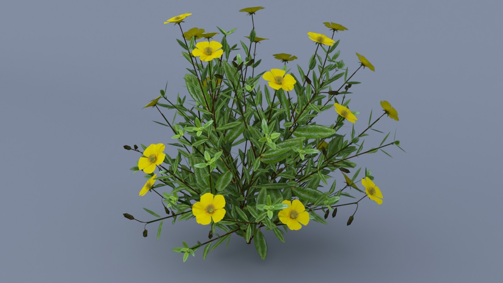 3D Model Helianthemum Flowering Plants - TurboSquid 1282419