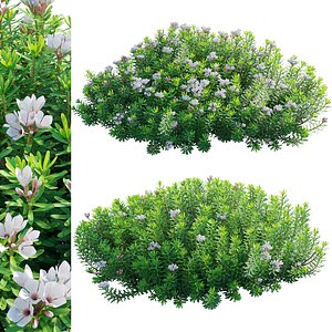 Daphne x transatlantica Blafra - Eternal Fragrance 02 3D model