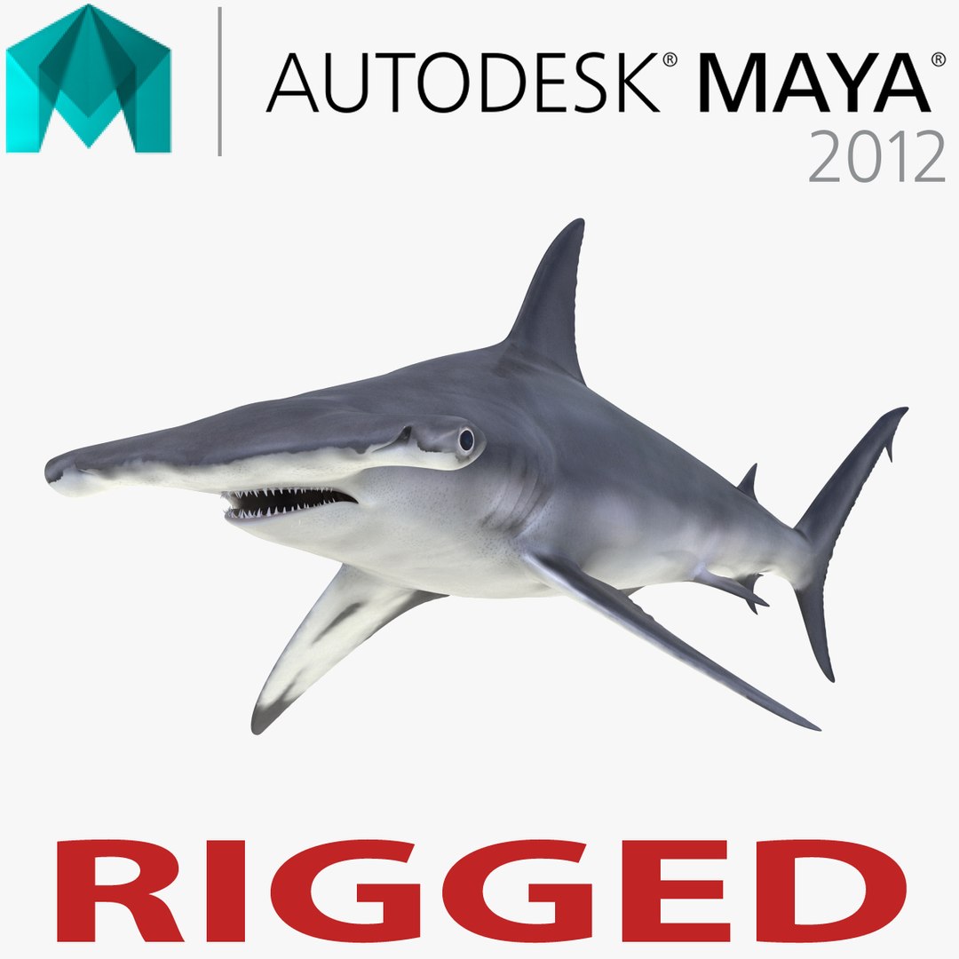 Great Hammerhead Shark Rigged for Maya 3D model preview