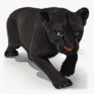 Black Panther Cub Sneaking Pose with Fur 3D