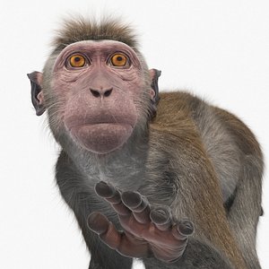 3D Standing Rhesus Macaque Monkey Gray Fur for Maya Rigged