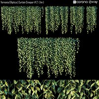 Curtain creeper Vernonia Elliptica 02