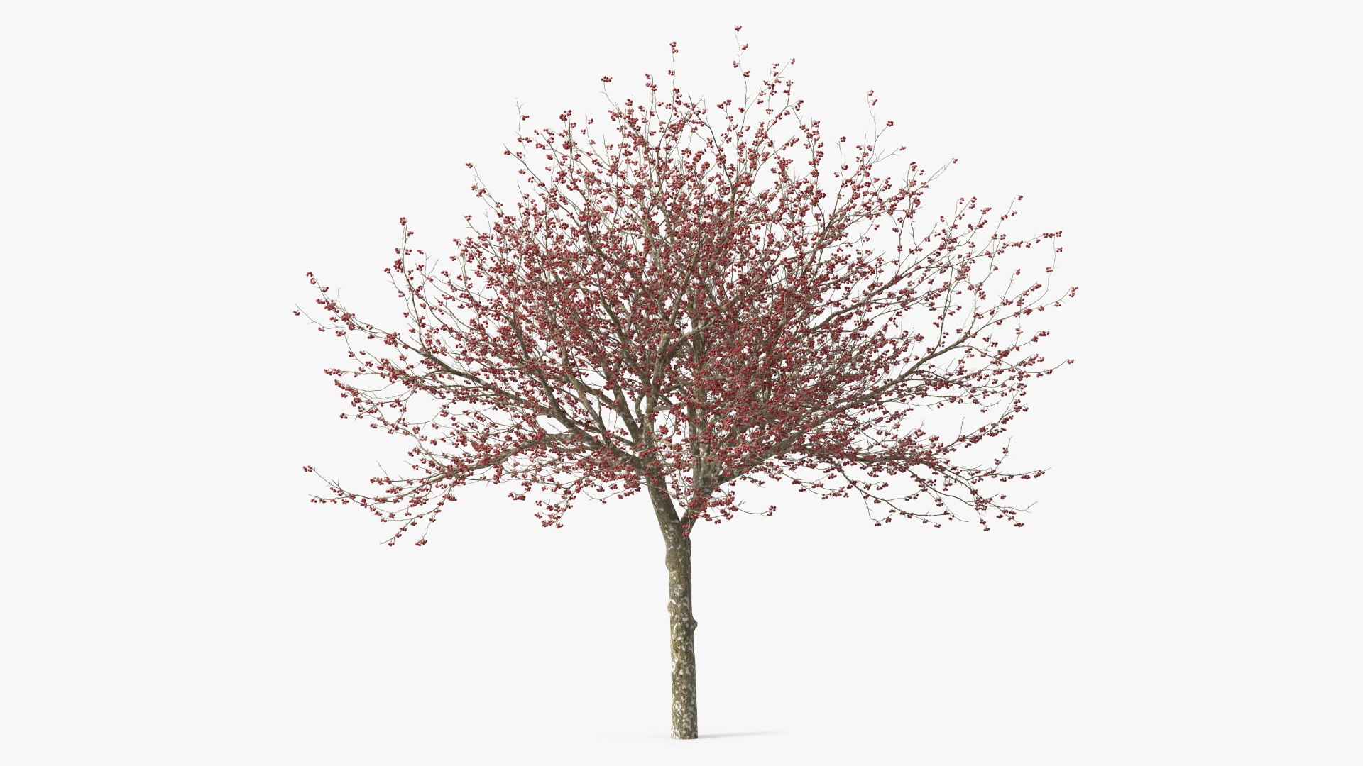 Winter Cockpur Hawthorn with Berries 3D model preview