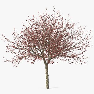 Winter Cockpur Hawthorn with Berries 3D model