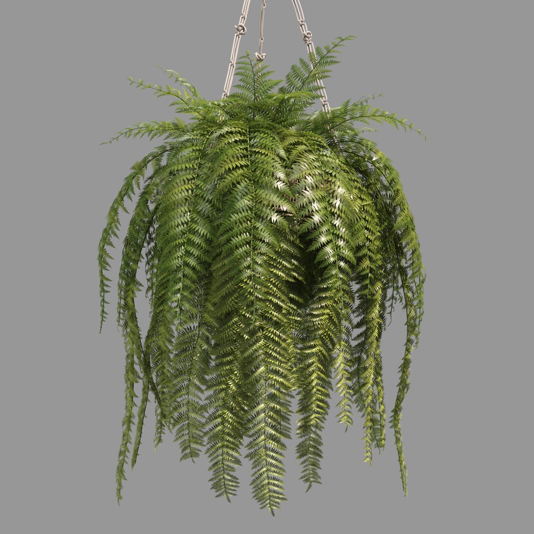 3D Indoor Hanging Plants 1 model https://p.turbosquid.com/ts-thumb/HD/1UTuAB/5F/2/jpg/1647115521/1920x1080/fit_q87/778a5b8bc9d33dd434653c532da89676d3ecfca6/2.jpg