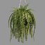 Indoor Hanging Plants 1