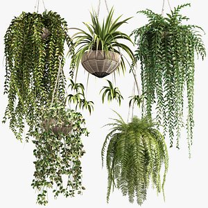 Indoor Hanging Plants 1