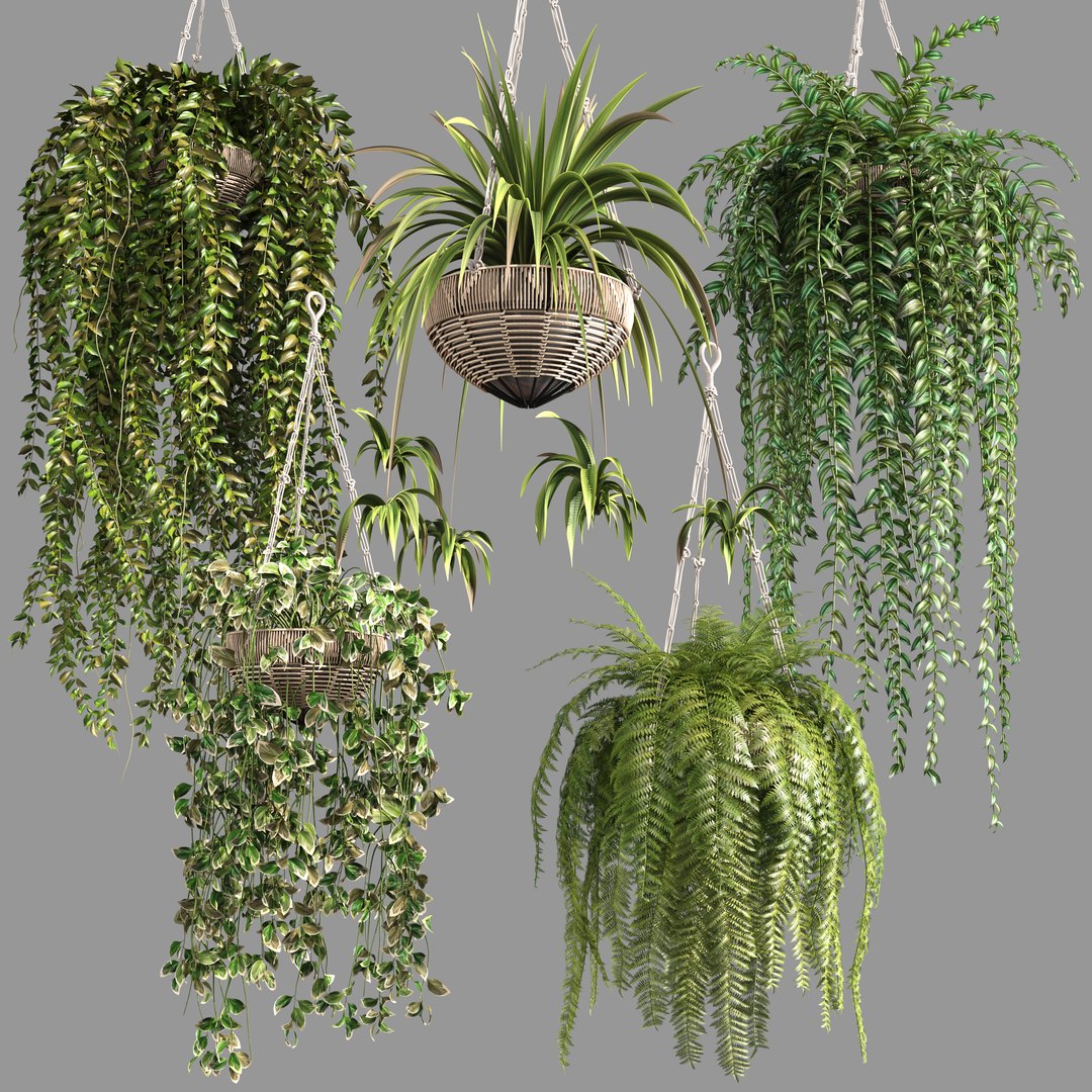3D Indoor Hanging Plants 1 model https://p.turbosquid.com/ts-thumb/HD/1UTuAB/ih/1/jpg/1647115570/1920x1080/fit_q87/b9811bd43c1137311e52f3d0899a3231fca412b2/1.jpg