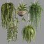 Indoor Hanging Plants 1