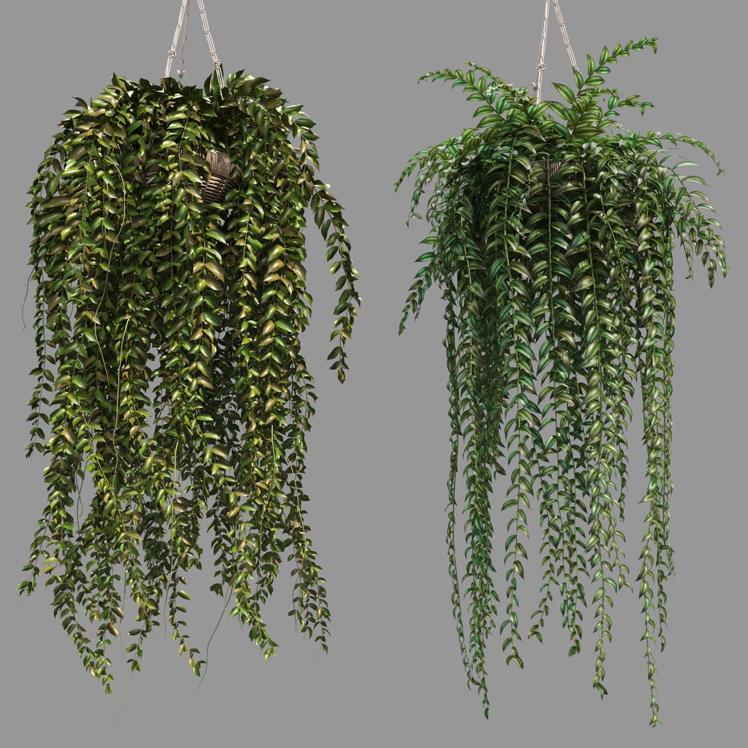3D Indoor Hanging Plants 1 model https://p.turbosquid.com/ts-thumb/HD/1UTuAB/jH/3/jpg/1647115541/1920x1080/fit_q87/349569a6941fd3b82079a2329ca3e2838c83ef71/3.jpg