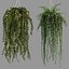 Indoor Hanging Plants 1
