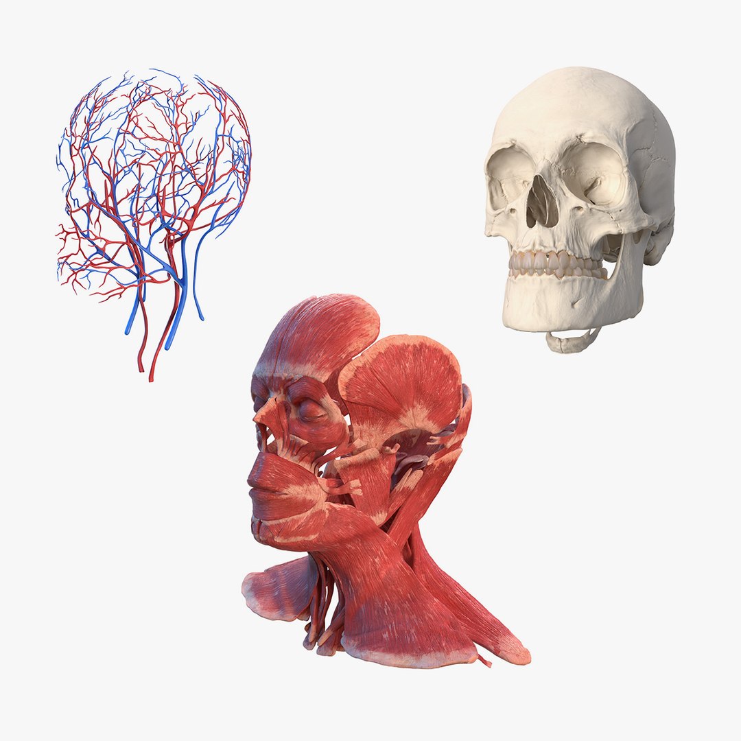 Human Head Anatomy Collection 3D model preview