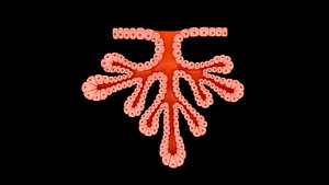 salivary glands