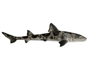 Bamboo Shark