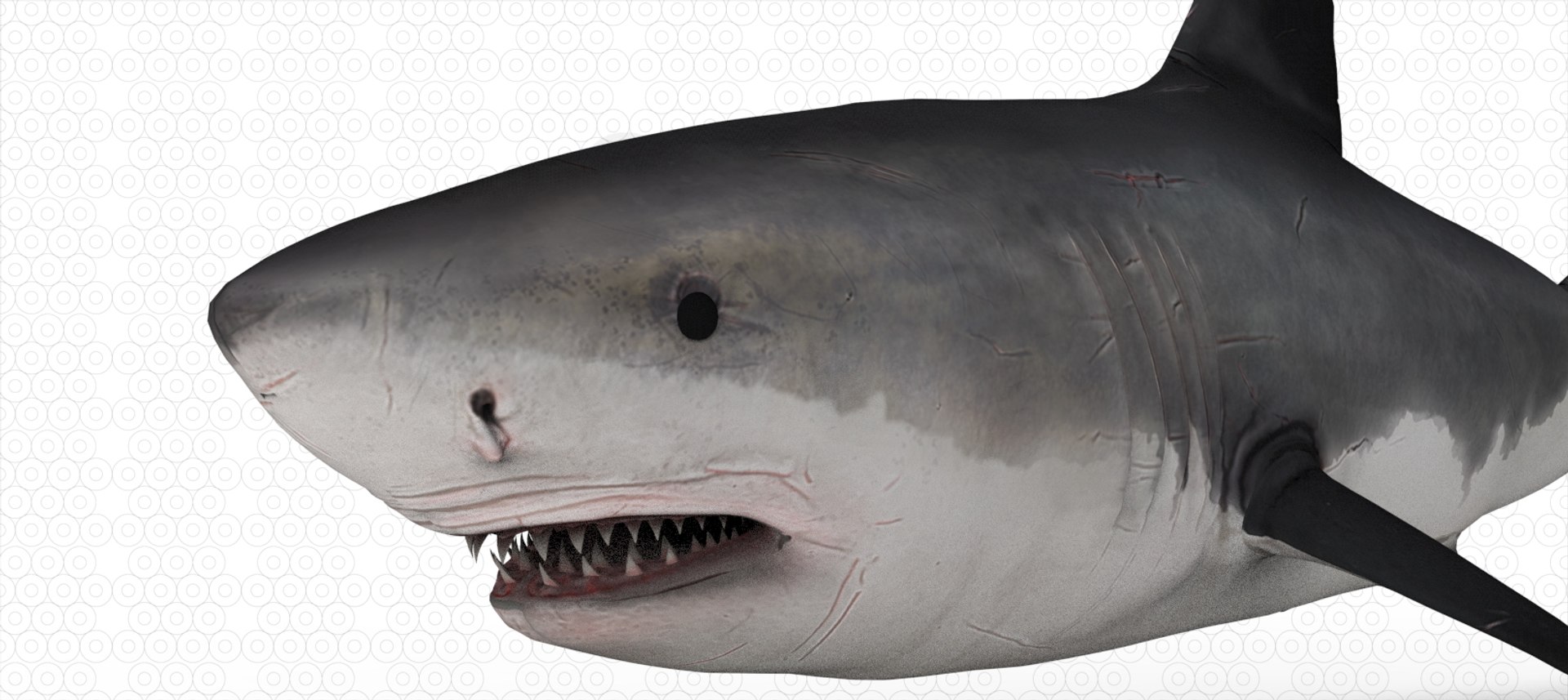 Shark 3D Model - TurboSquid 2200542