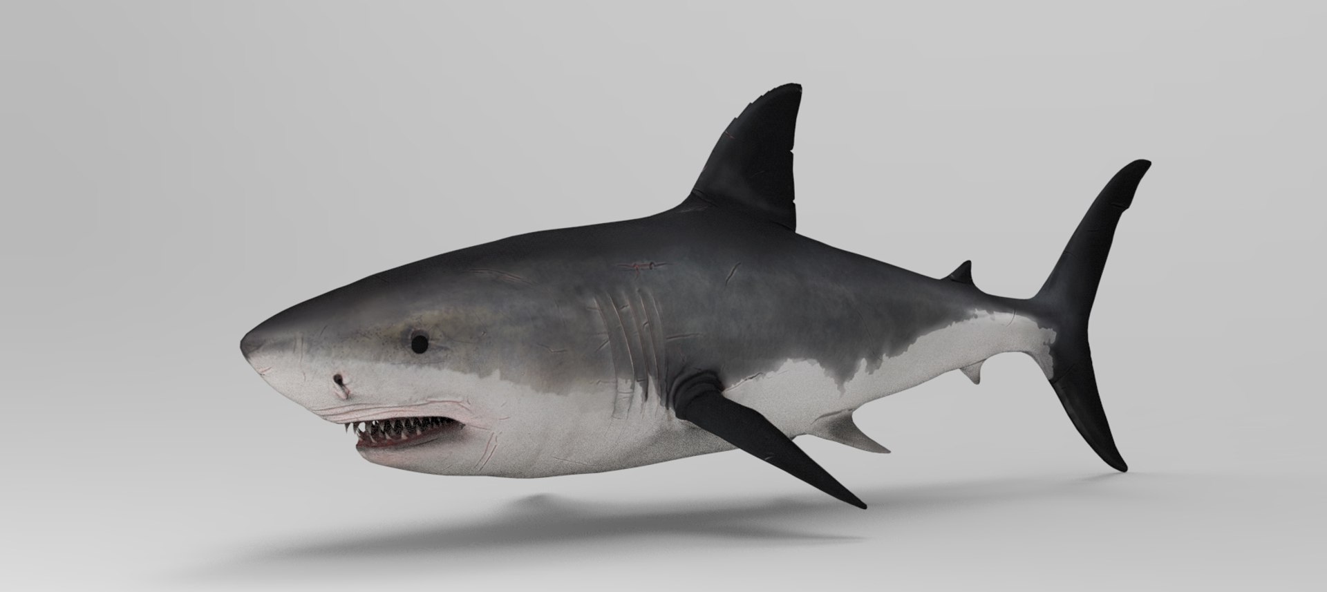 Shark 3D Model - TurboSquid 2200542