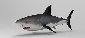 shark 3D model