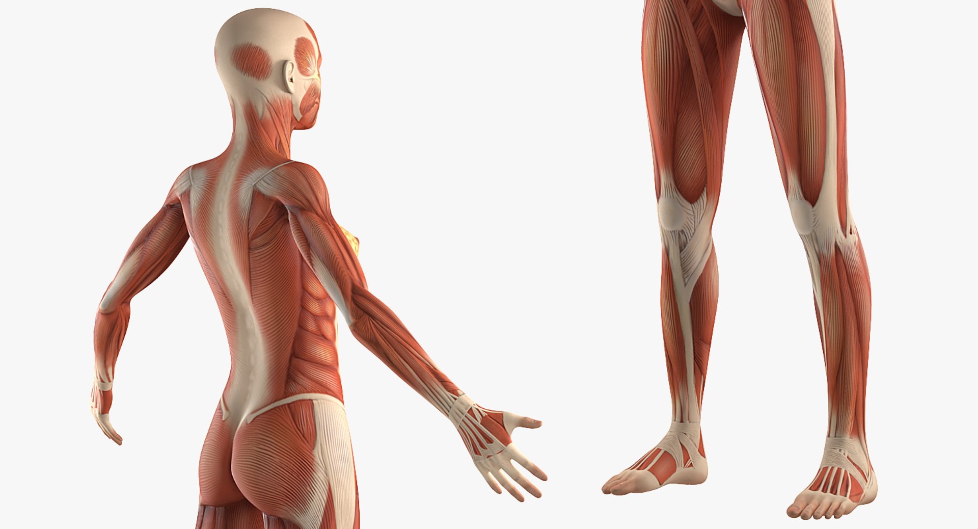 3D model female muscular anatomy rigged https://p.turbosquid.com/ts-thumb/HD/VpfNMq/9krkXLqq/femalemuscularsystemanatomyriggedmb3dmodel010/jpg/1517946698/1920x1080/fit_q87/674a4baf8f72e90a85f59c2377d6e59748ddc0f1/femalemuscularsystemanatomyriggedmb3dmodel010.jpg