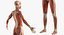 Female Muscular System Anatomy Rigged per Cinema 4D