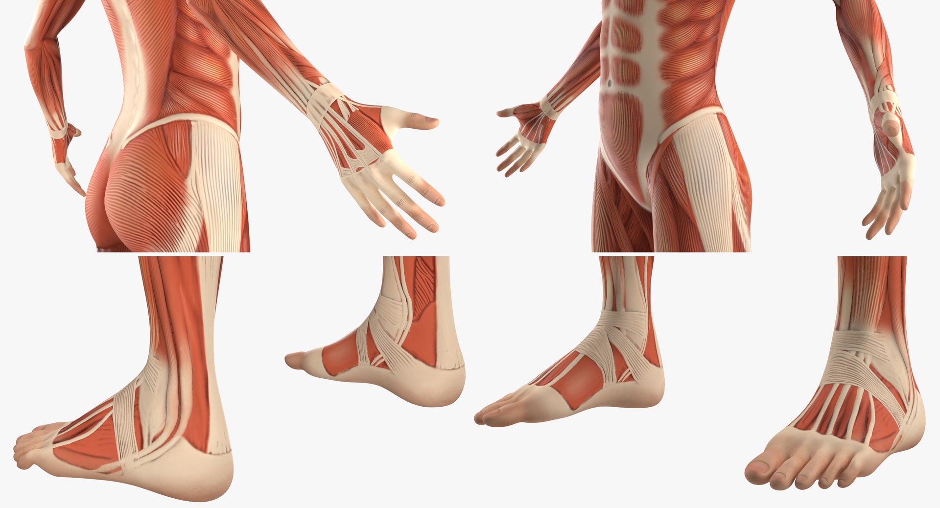 3D model female muscular anatomy rigged https://p.turbosquid.com/ts-thumb/HD/VpfNMq/BTjxm3c6/femalemuscularsystemanatomyriggedmb3dmodel020/jpg/1517946699/1920x1080/fit_q87/6d0ed1deb7419b33e77f413621346c266968df25/femalemuscularsystemanatomyriggedmb3dmodel020.jpg