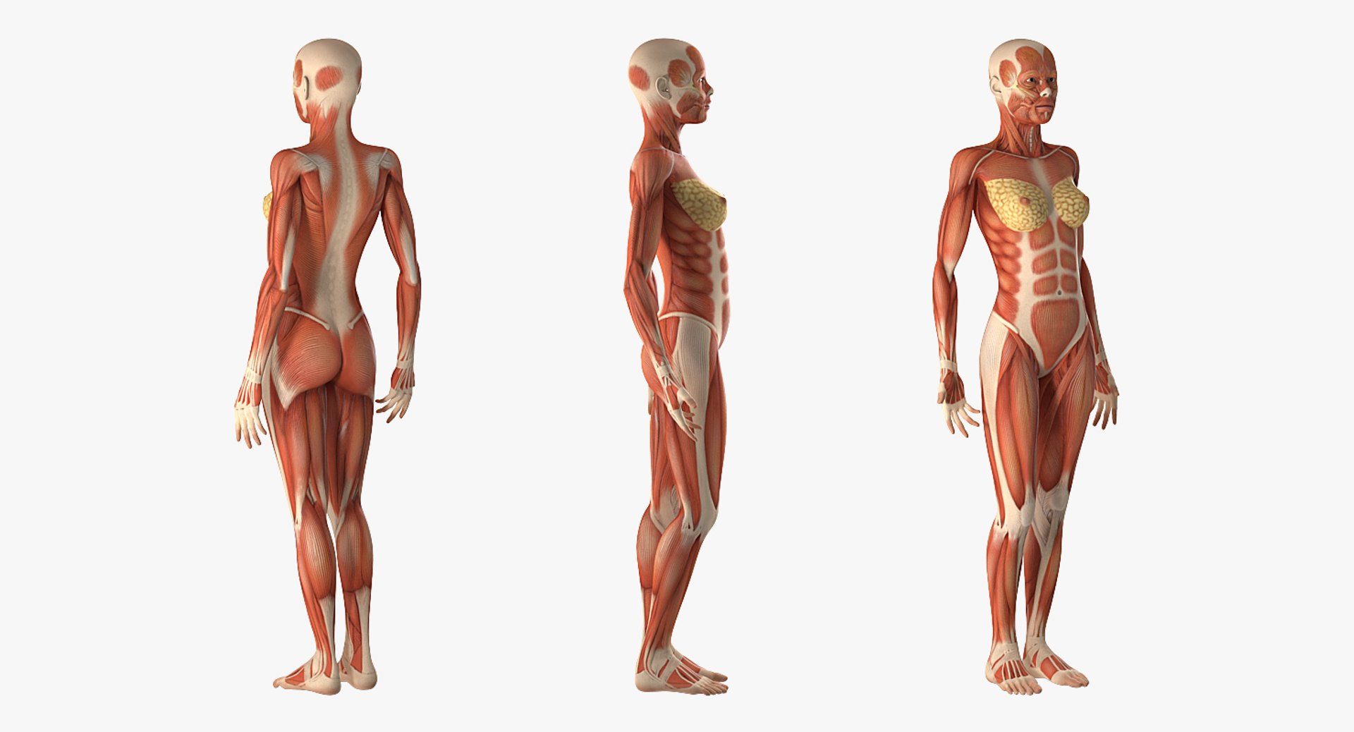 3D model female muscular anatomy rigged https://p.turbosquid.com/ts-thumb/HD/VpfNMq/TeuJ7pET/femalemuscularsystemanatomyriggedmb3dmodel004/jpg/1517946698/1920x1080/fit_q87/04bc6ddc3a3ef94e901b556c93d0b78420af26be/femalemuscularsystemanatomyriggedmb3dmodel004.jpg