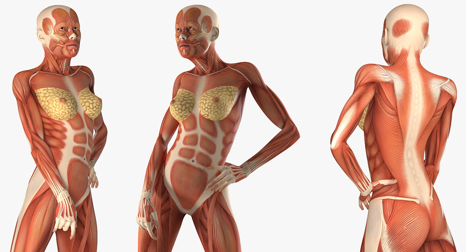 3D model female muscular anatomy rigged https://p.turbosquid.com/ts-thumb/HD/VpfNMq/UbwLToQv/femalemuscularsystemanatomyriggedmb3dmodel013/jpg/1517946698/1920x1080/fit_q87/b869832a3ea4a73b67ccb7cf0f6fe483af739e38/femalemuscularsystemanatomyriggedmb3dmodel013.jpg