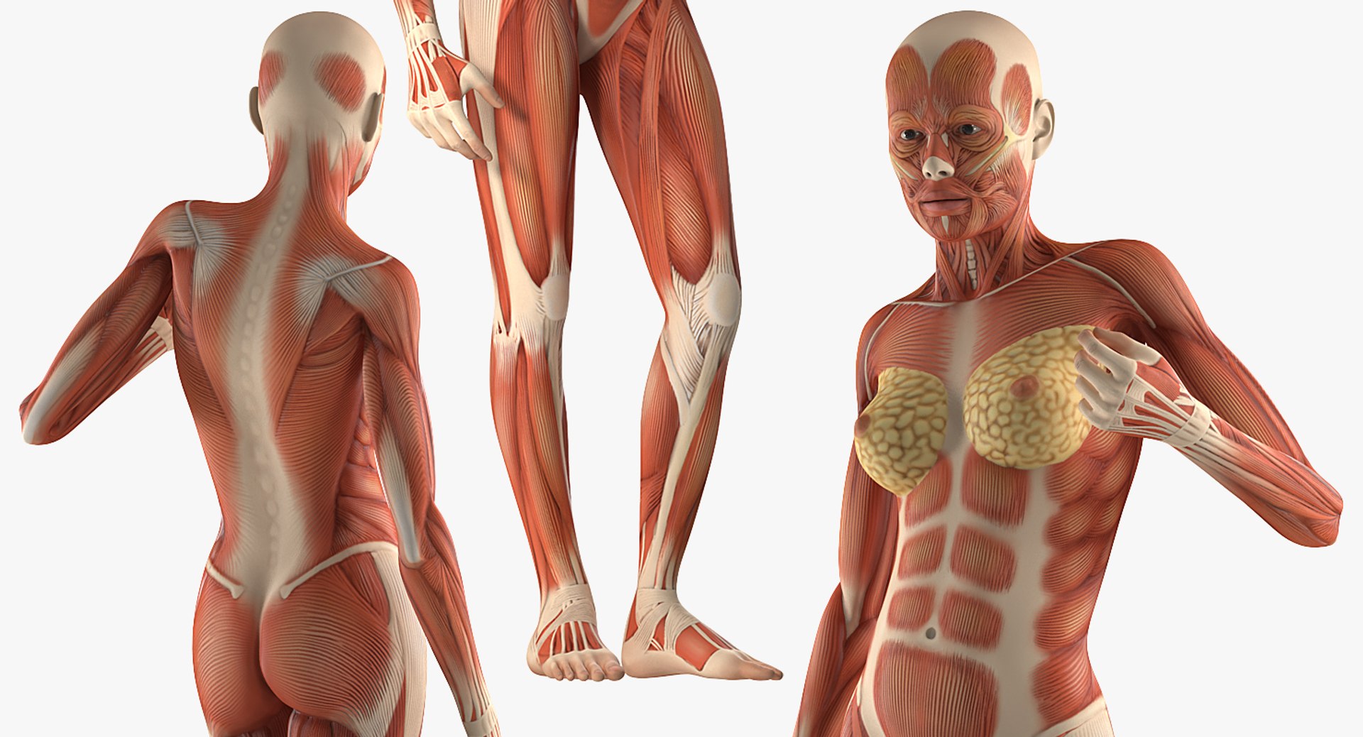 3D model female muscular anatomy rigged https://p.turbosquid.com/ts-thumb/HD/VpfNMq/UlrWnQtC/femalemuscularsystemanatomyriggedmb3dmodel011/jpg/1517946698/1920x1080/fit_q87/00fa4140b676ab36018b6c6b09149cfb1c34db96/femalemuscularsystemanatomyriggedmb3dmodel011.jpg