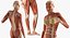 Female Muscular System Anatomy Rigged per Cinema 4D