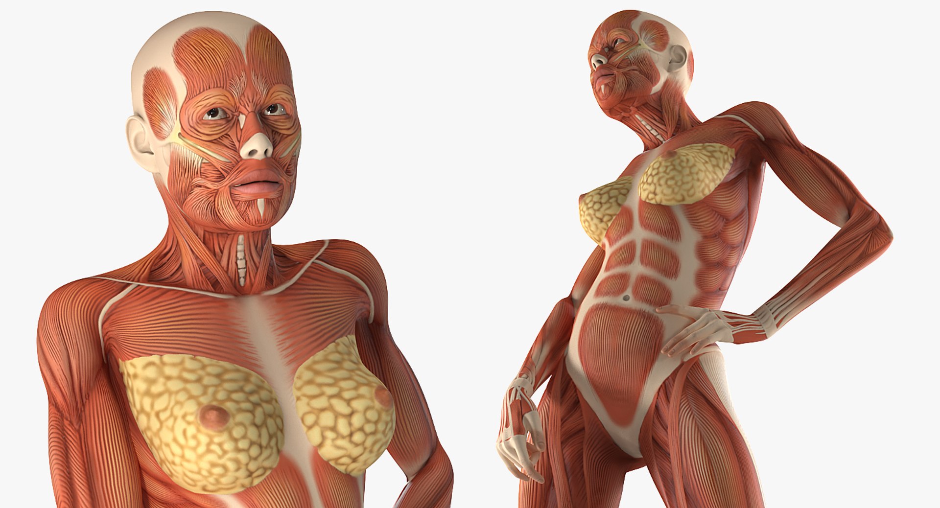 3D model female muscular anatomy rigged https://p.turbosquid.com/ts-thumb/HD/VpfNMq/aQZj8e0f/femalemuscularsystemanatomyriggedmb3dmodel014/jpg/1517946698/1920x1080/fit_q87/63561c9cf37f6b83a6e815c16be01f5e7f78708d/femalemuscularsystemanatomyriggedmb3dmodel014.jpg