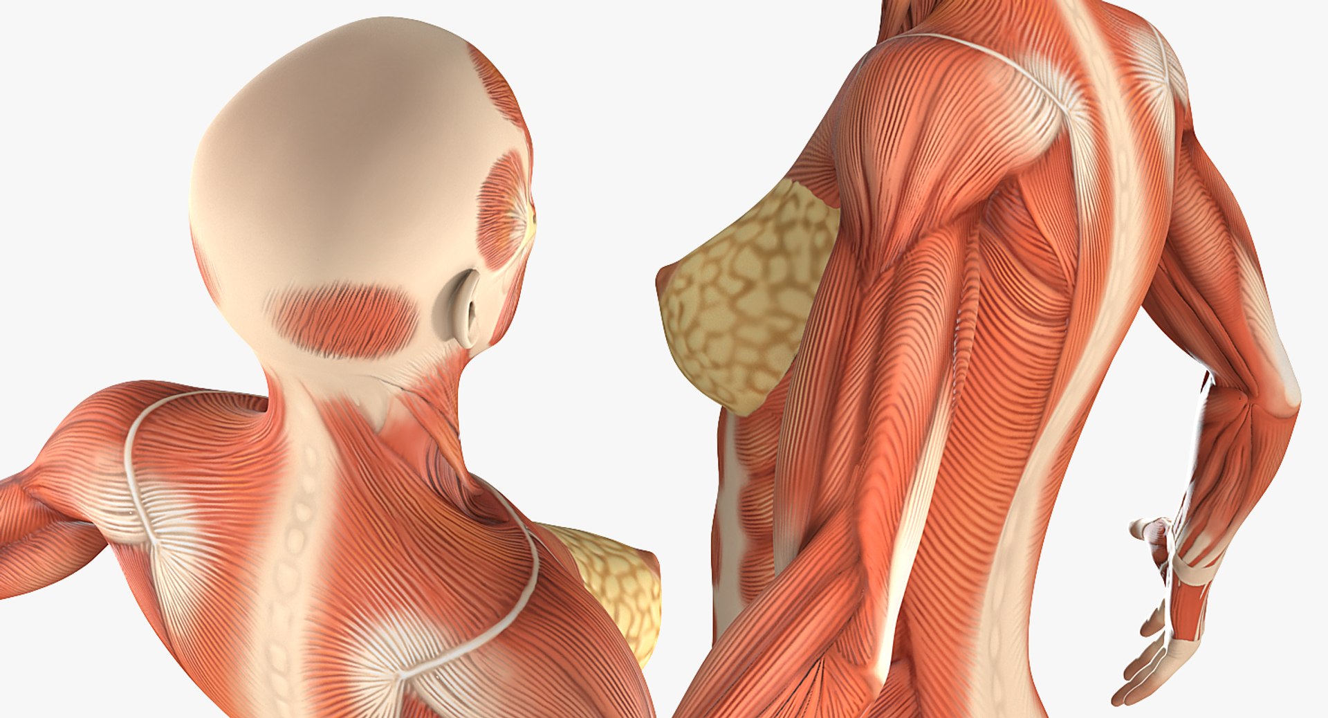 3D model female muscular anatomy rigged https://p.turbosquid.com/ts-thumb/HD/VpfNMq/gJibiSo8/femalemuscularsystemanatomyriggedmb3dmodel018/jpg/1517946699/1920x1080/fit_q87/30a2fa42b9ad4137746dab0ba03b5c7c595e28ab/femalemuscularsystemanatomyriggedmb3dmodel018.jpg